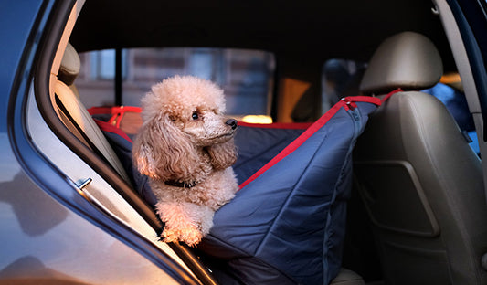 How to Keep Your Pup Comfortable on the Road