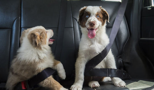Best 5 Tips to Keep Your Dog Safe in Your UTV