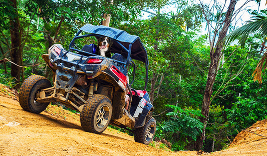 Can My Dog Ride in a UTV With Me? 